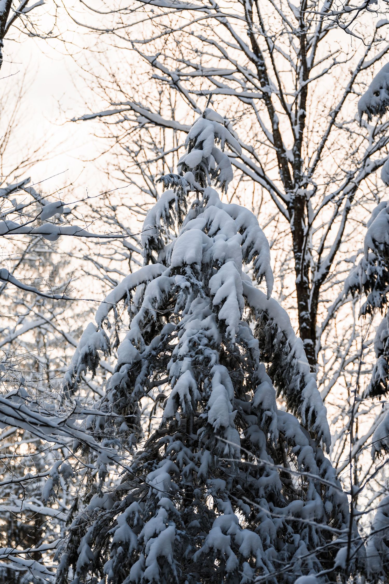 Snow-covered evergreen branches create a serene winter scene against a bright sky.