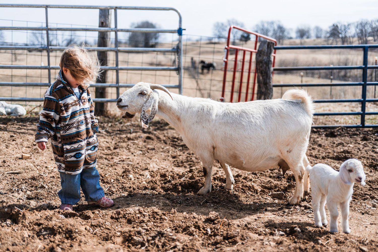 A young goat follows a person wearing boots and plaid shirt walking through a dirt paddock area.