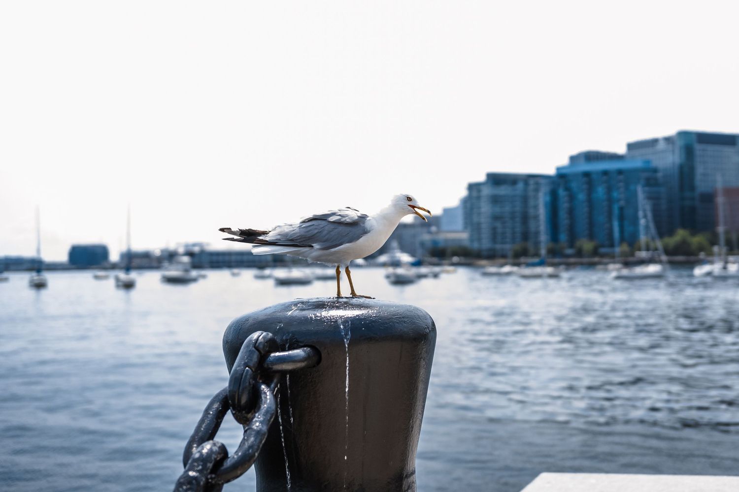 A seagull perches on a metal post along the waterfront with boats and buildings in the background.