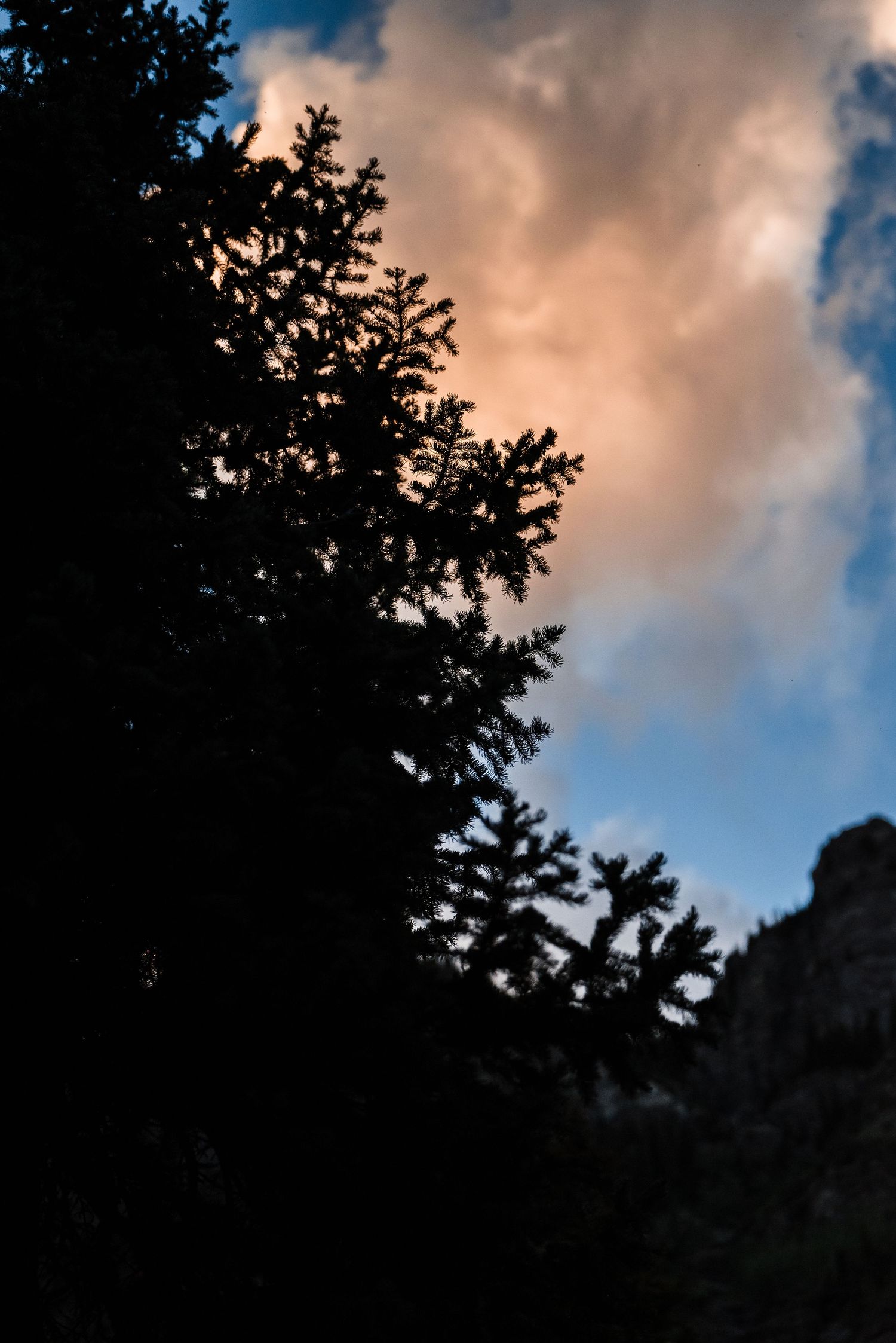 Silhouetted evergreen branches against pink sunset clouds and mountain peaks.