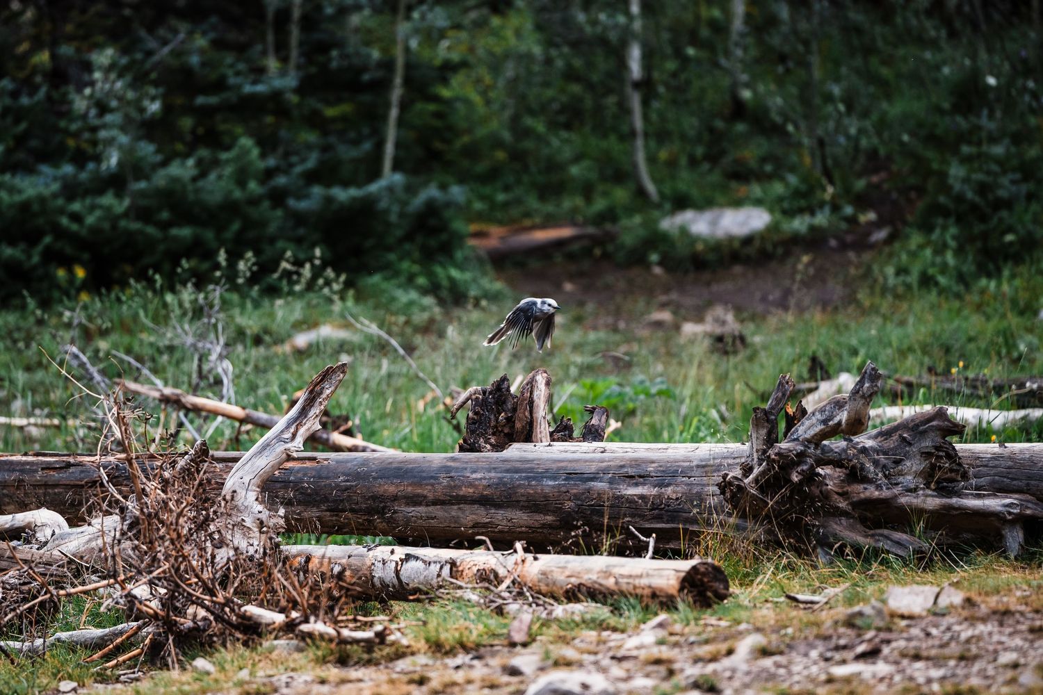 Fallen tree logs scattered across forest floor with green vegetation in background.