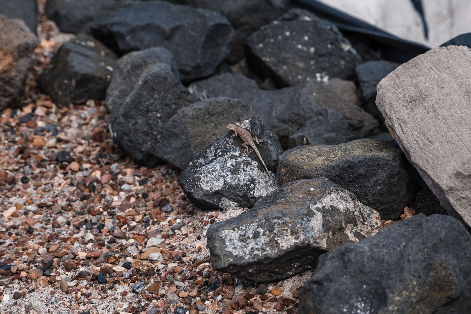 Close-up view of black charcoal pieces and coal on gravel surface showing rough mineral texture.
