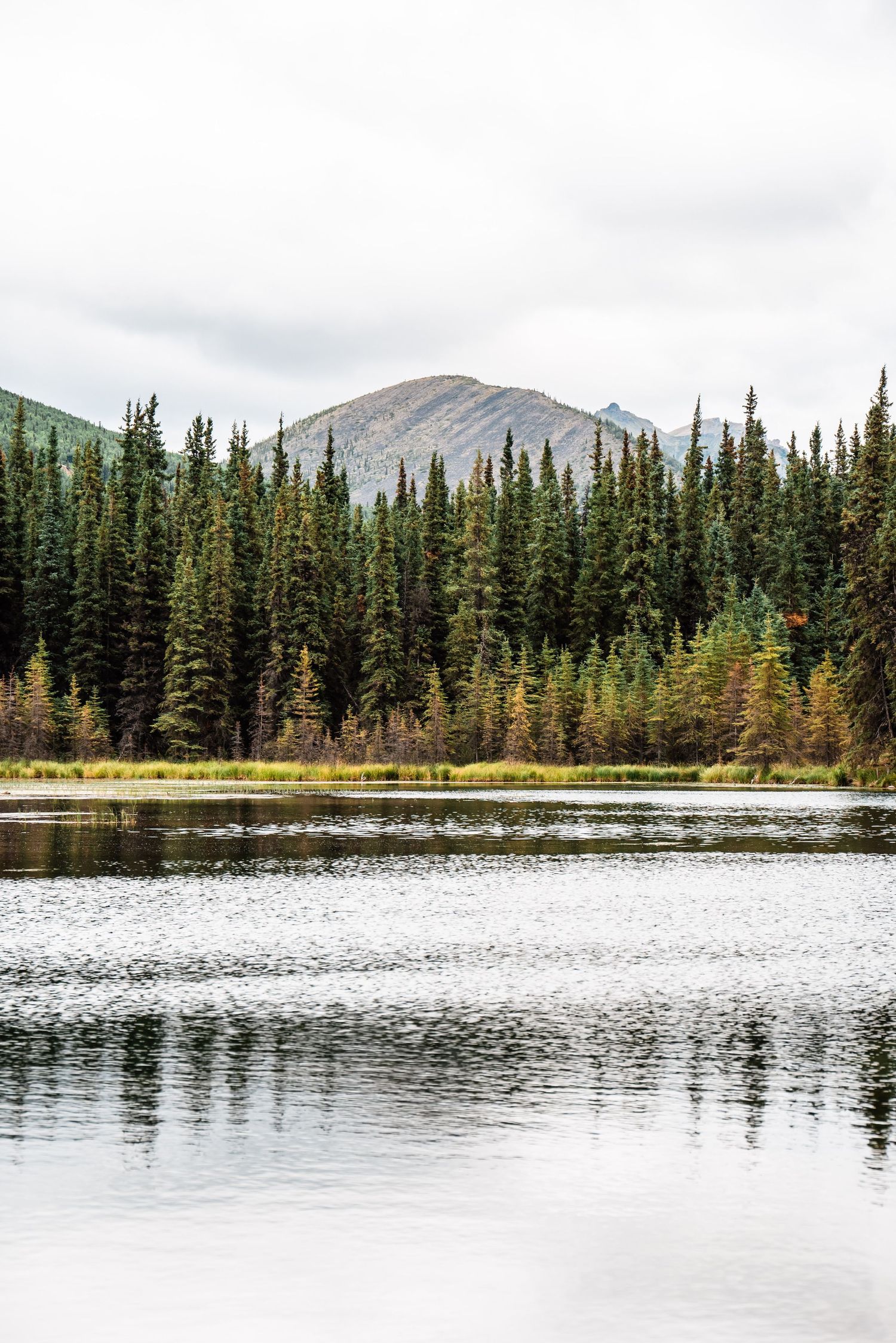 A serene mountain lake reflects evergreen trees and distant peaks in the Alaskan wilderness on an overcast day.