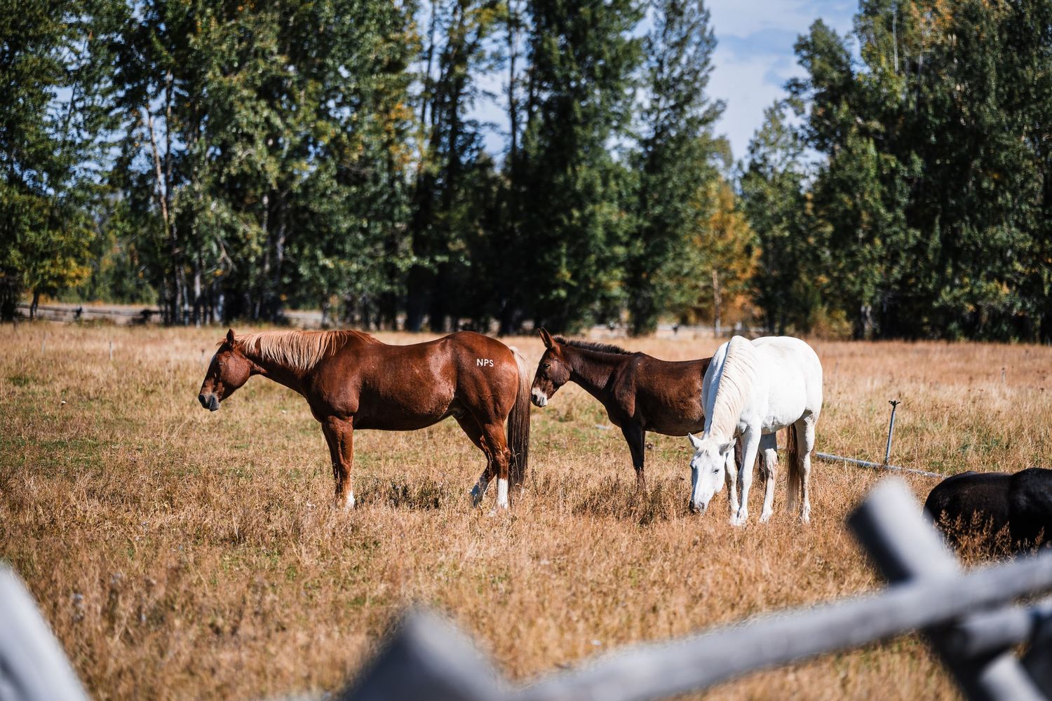 Horses grazing in a grassy field with mountains and forest in the background.