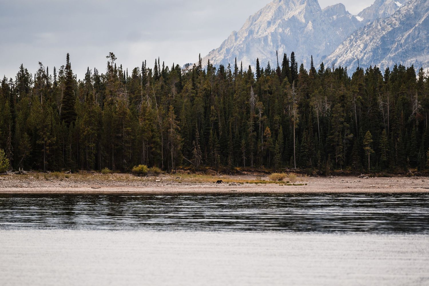 Panoramic view of snow-capped mountains with evergreen forest and a serene lake in Grand Teton National Park.