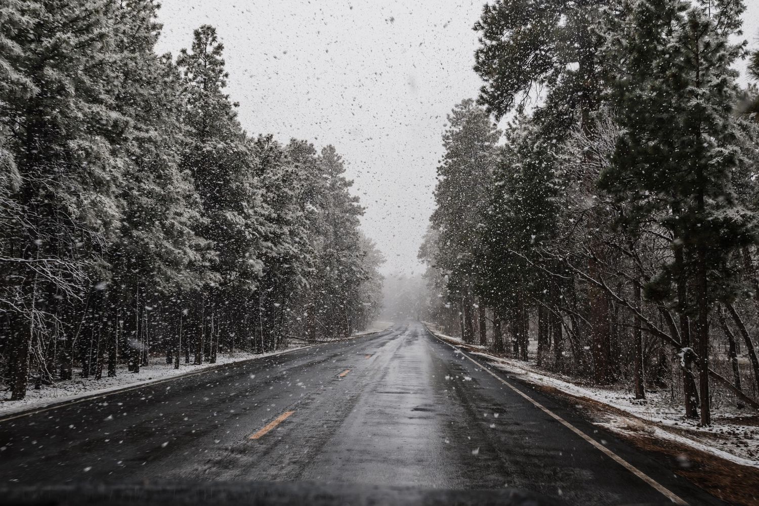 Snow falls on a tree-lined road stretching into foggy winter distance.