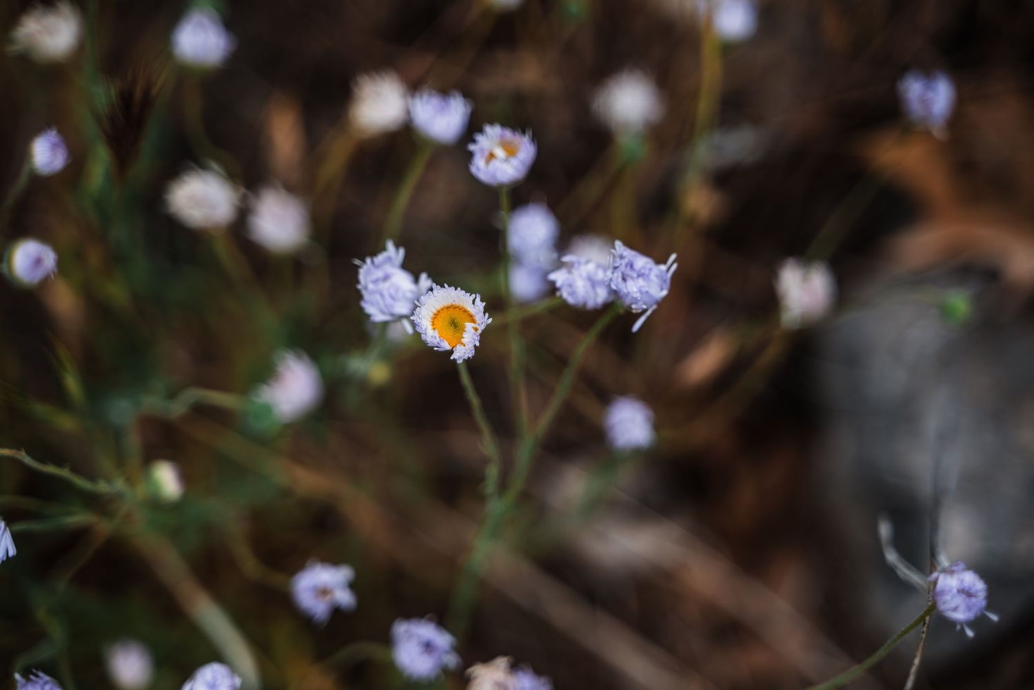 Delicate purple and white wildflowers blooming in close-up against dark background.