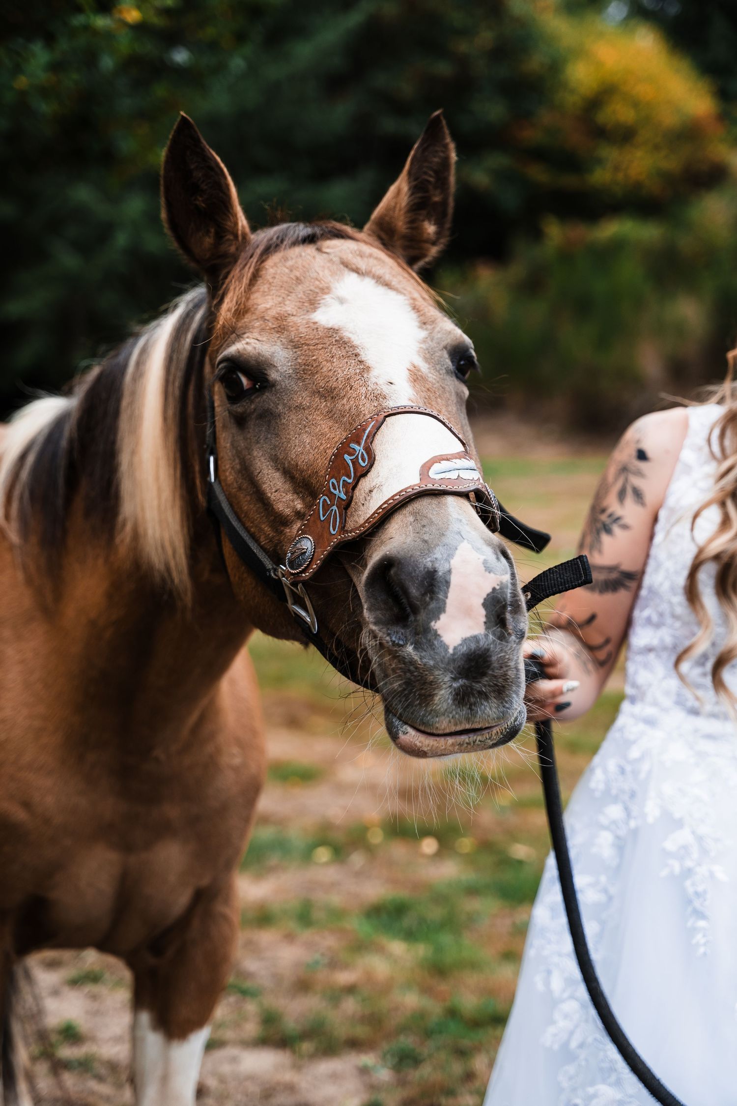 Close-up portrait of a brown horse wearing a white bridle against a natural background.