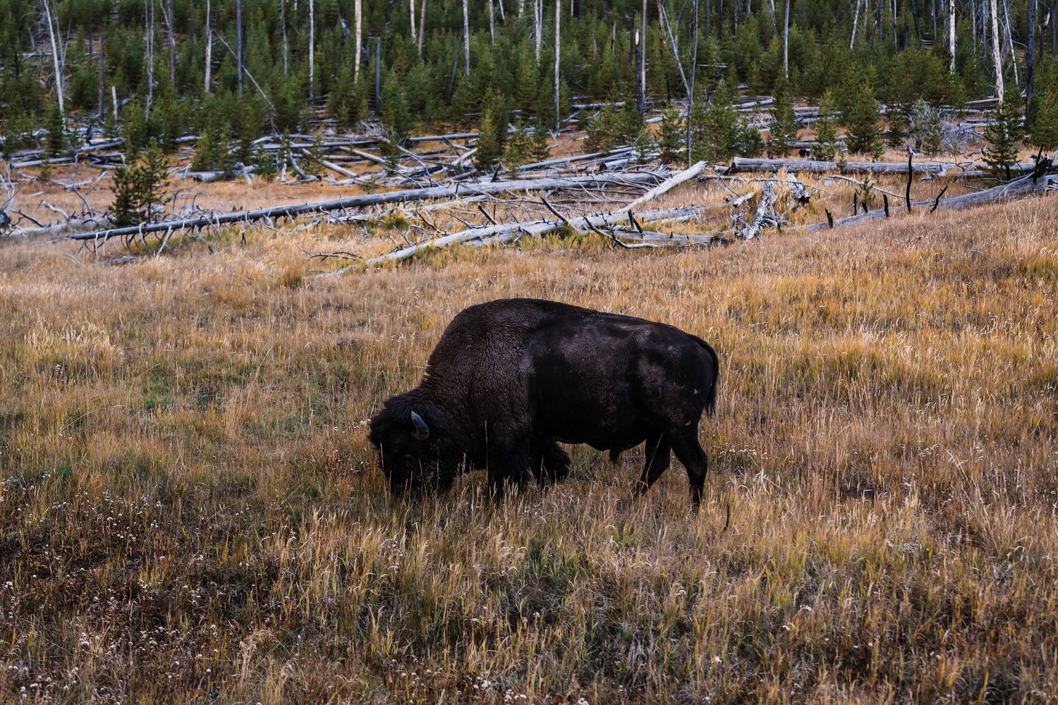 American bison grazing in a grassy meadow with dead trees scattered in the background.
