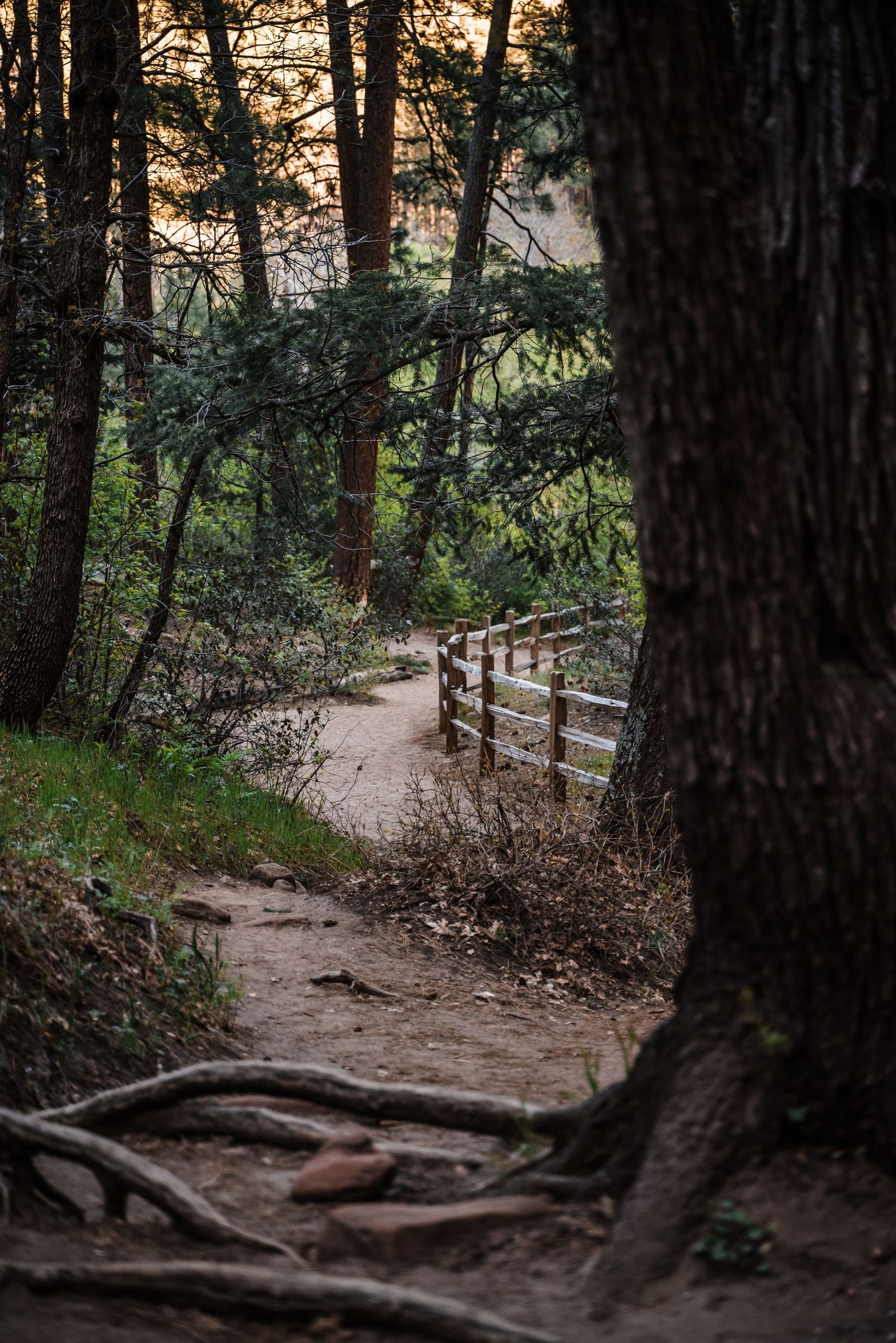 A winding dirt path with exposed tree roots leads through a moody forest with wooden railings at sunset.