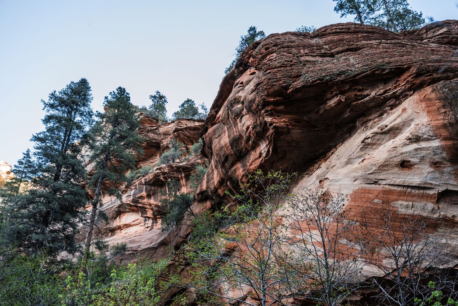 Dramatic red sandstone cliff face rises above tree line against blue sky.