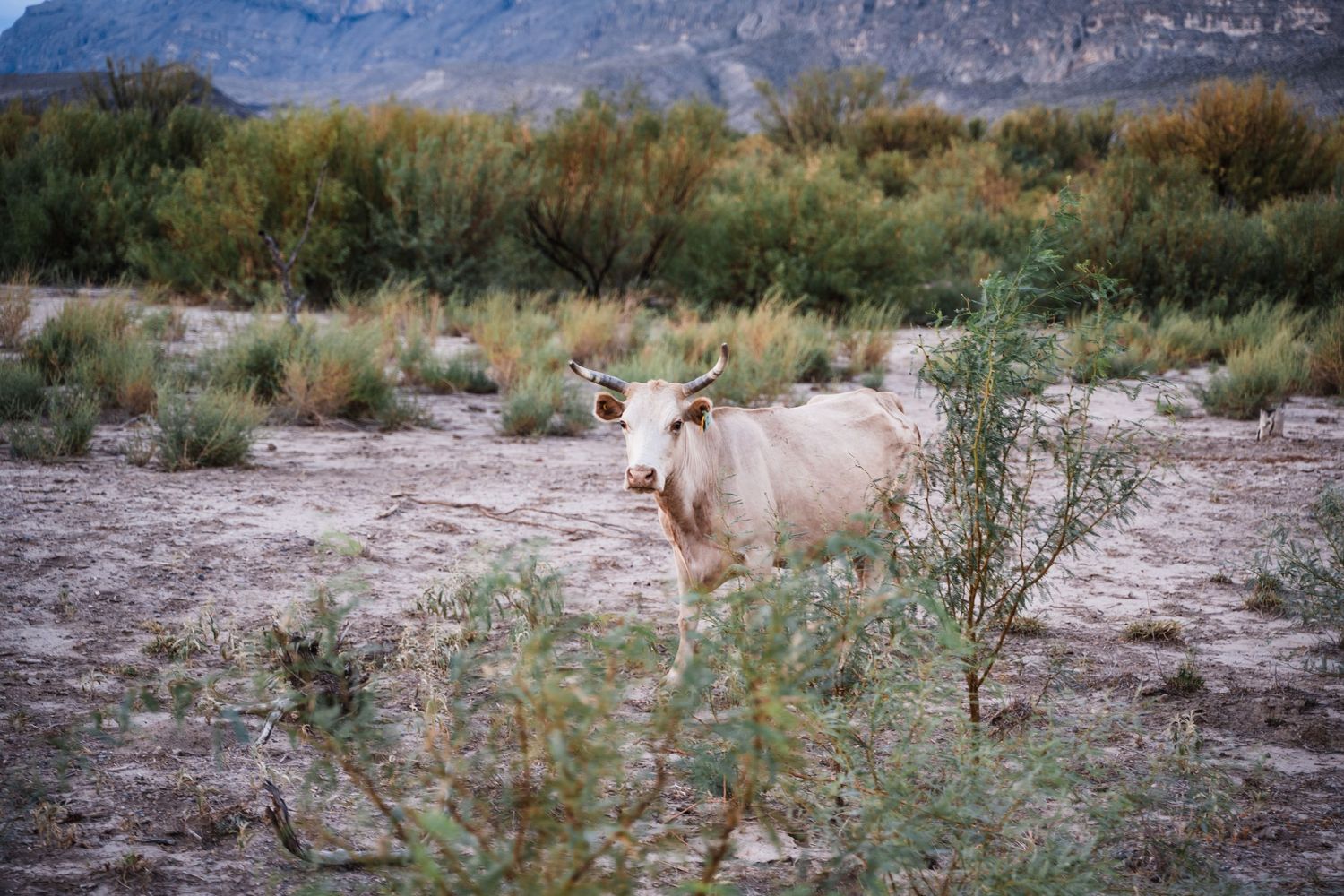 A white donkey grazes among desert brush and shrubs with mountains in the distance.