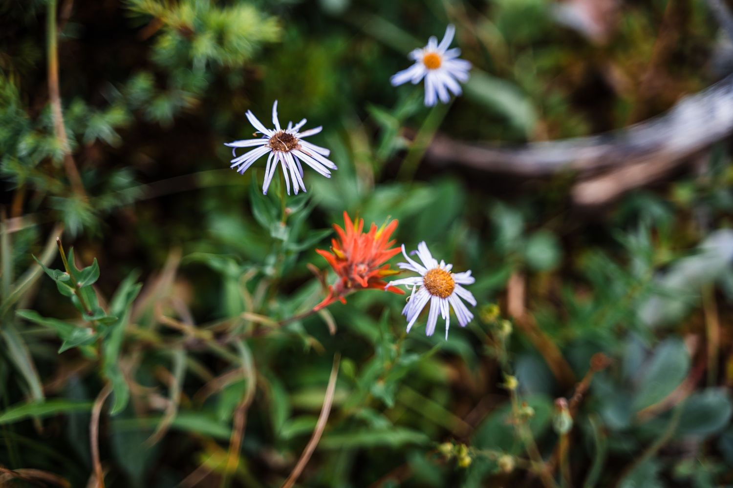 White and orange wildflowers blooming in mountain meadow with soft focus background.