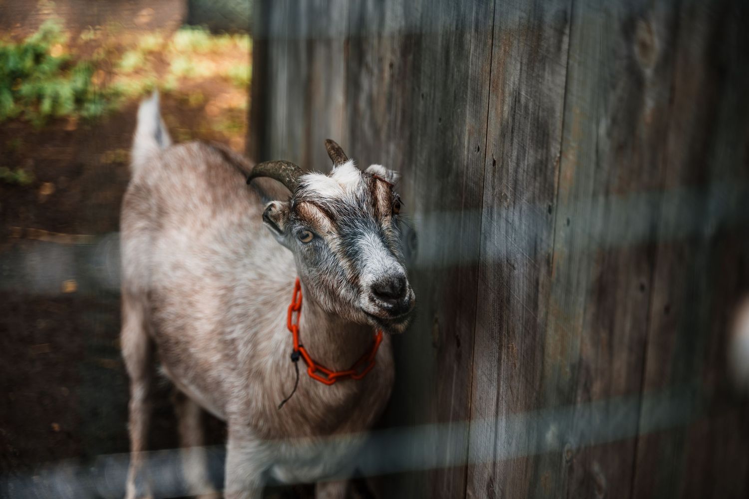 A gray goat with red collar stands next to a wooden fence in soft natural lighting.