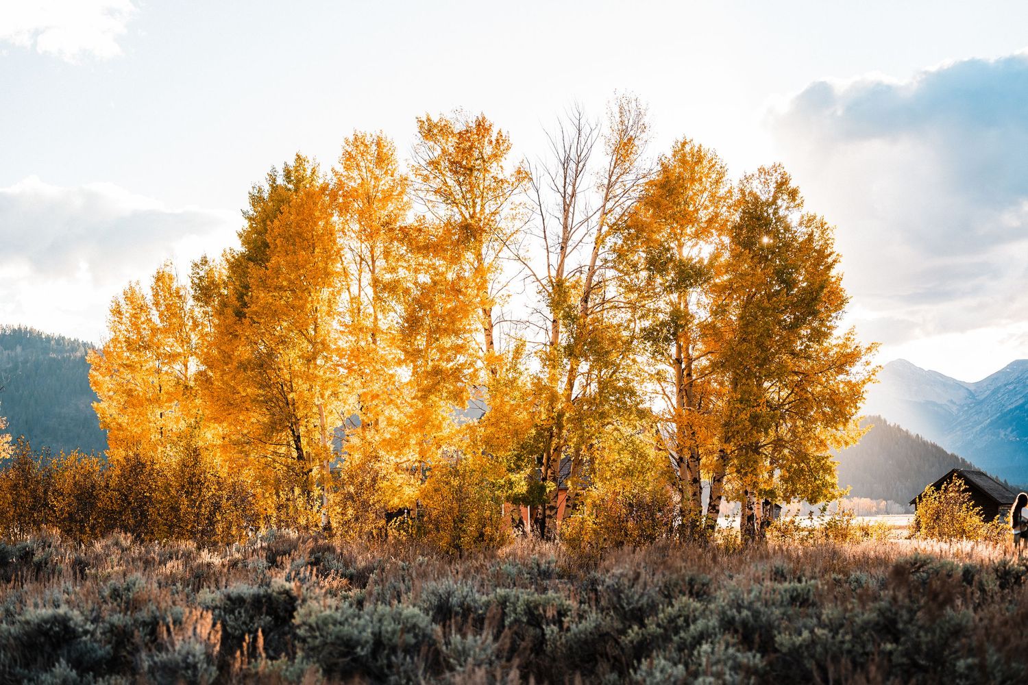 Golden aspen trees glow in autumn sunlight against a cloudy mountain landscape in Grand Teton National Park.