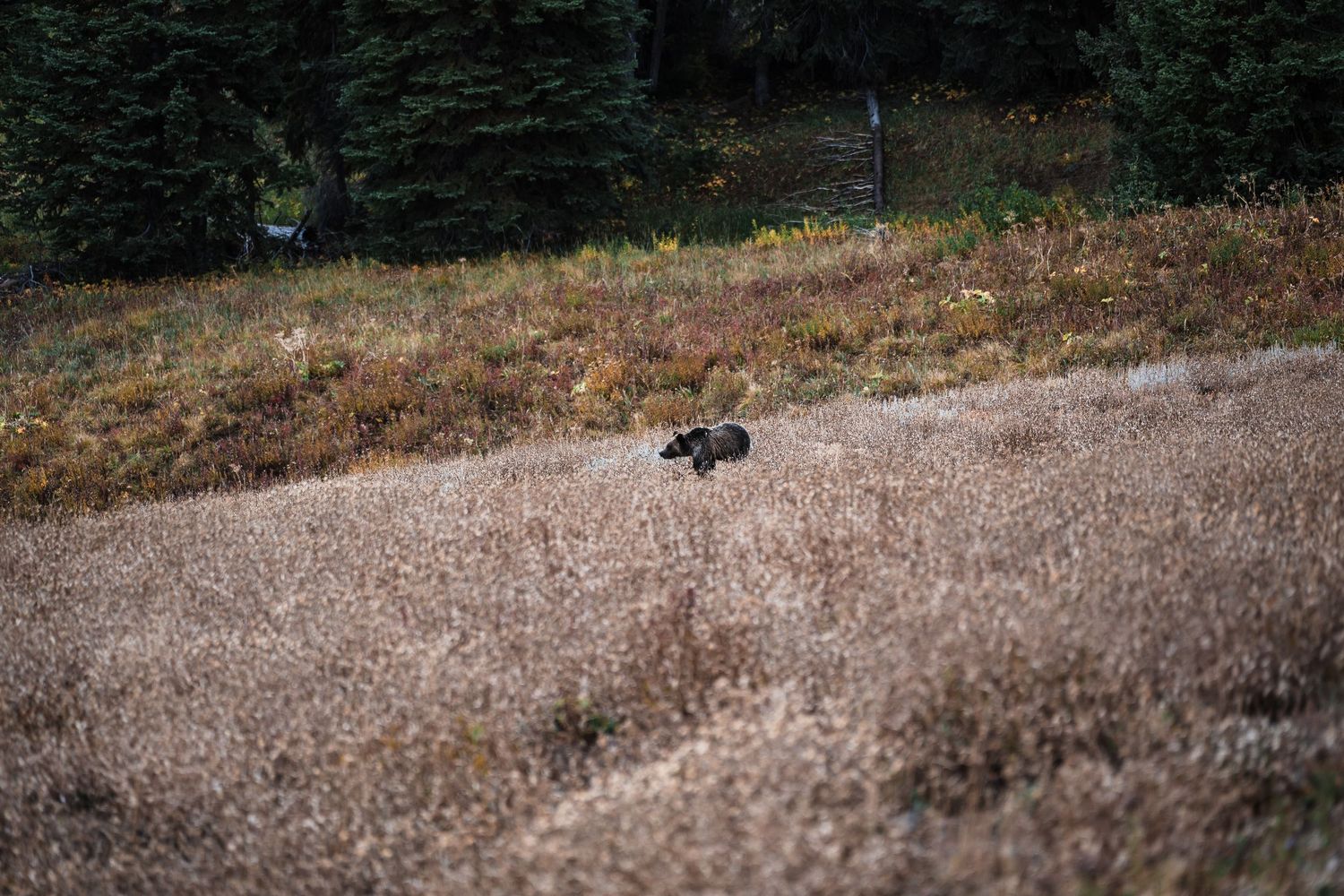 Wildlife grazes in a rocky mountain terrain with evergreen forest in background.
