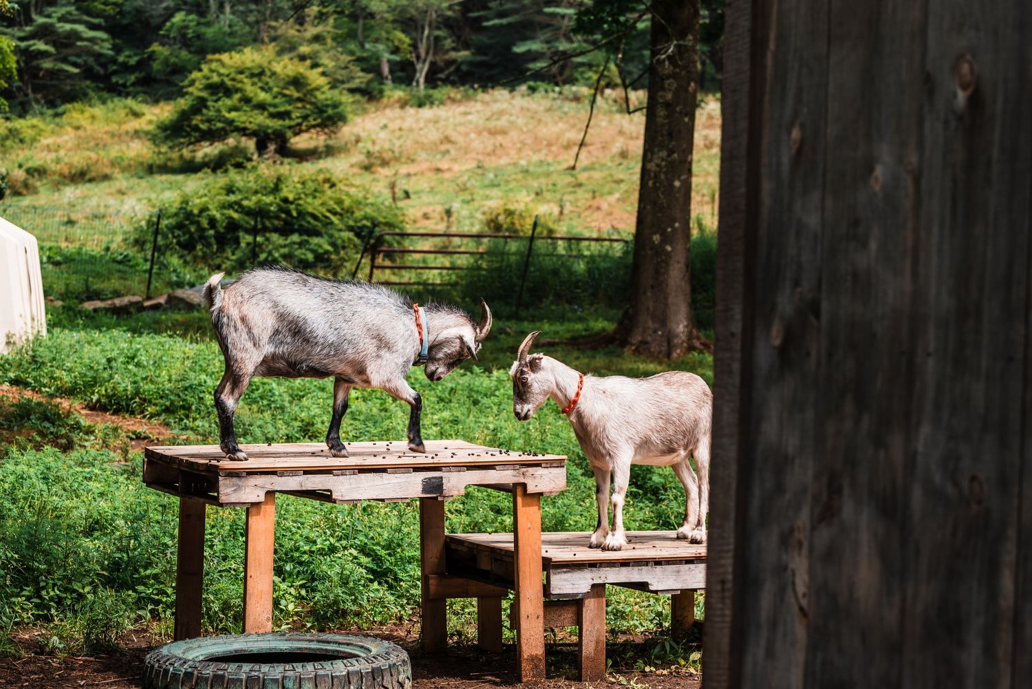 Two goats stand on a wooden platform near a barn in a pastoral farm setting with trees in the background.
