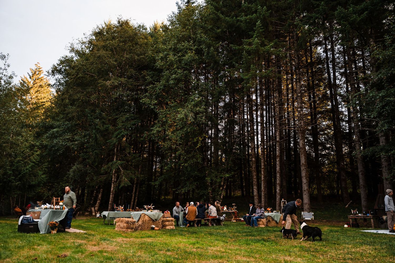 Outdoor forest reception with tables set up among tall pine trees at dusk.