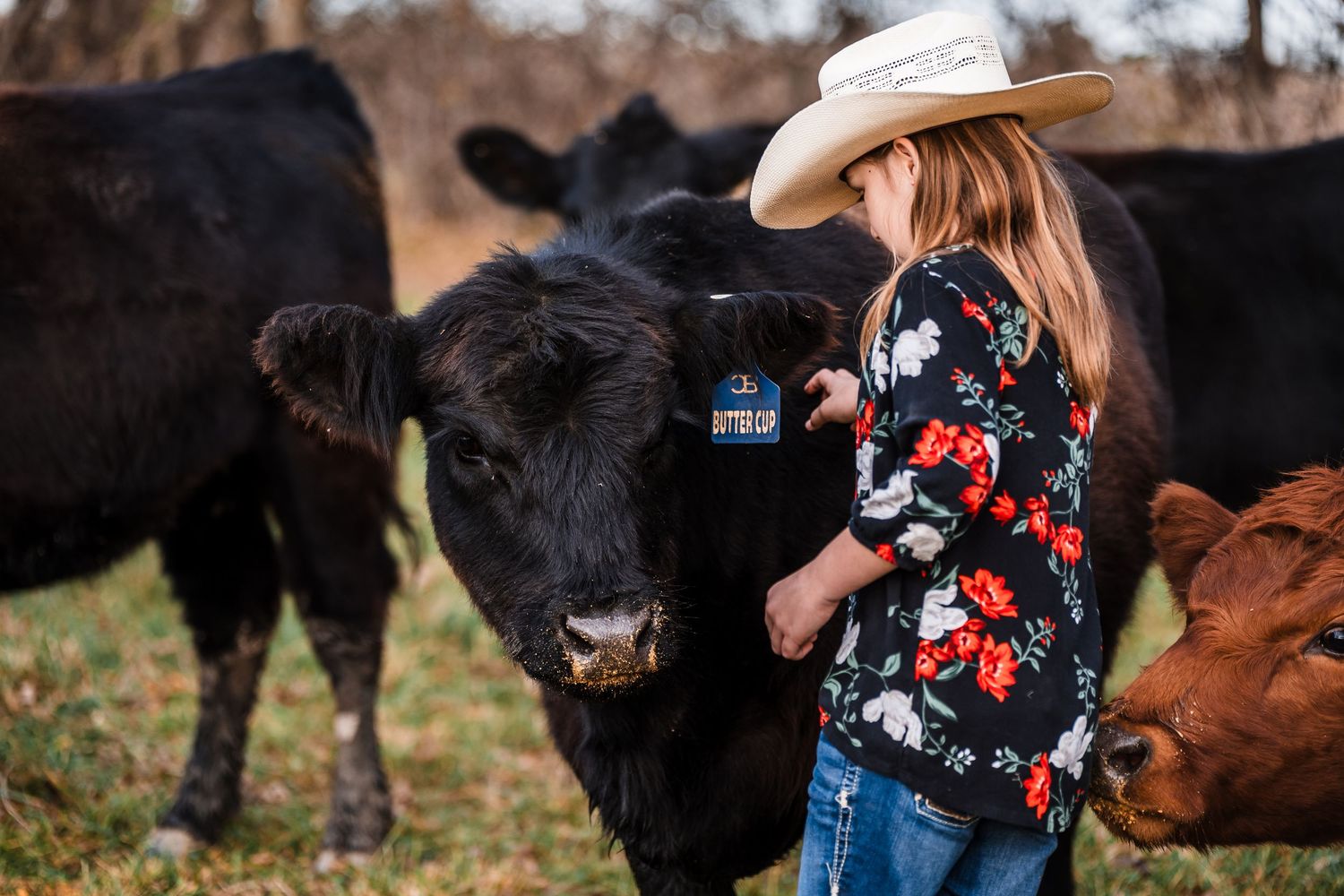 Cattle rancher in floral shirt and cowboy hat tends to black and brown cows grazing in autumn pasture.