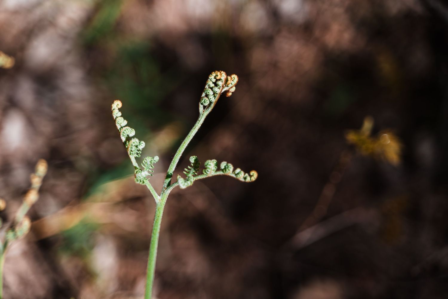 Close-up macro photo of curled green fern fronds unfurling against a dark blurred background.