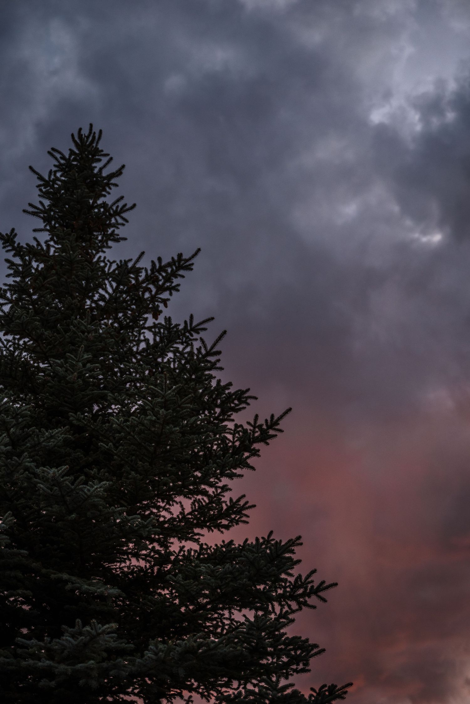 A dark evergreen tree silhouetted against a moody sunset sky with stormy purple and pink clouds.