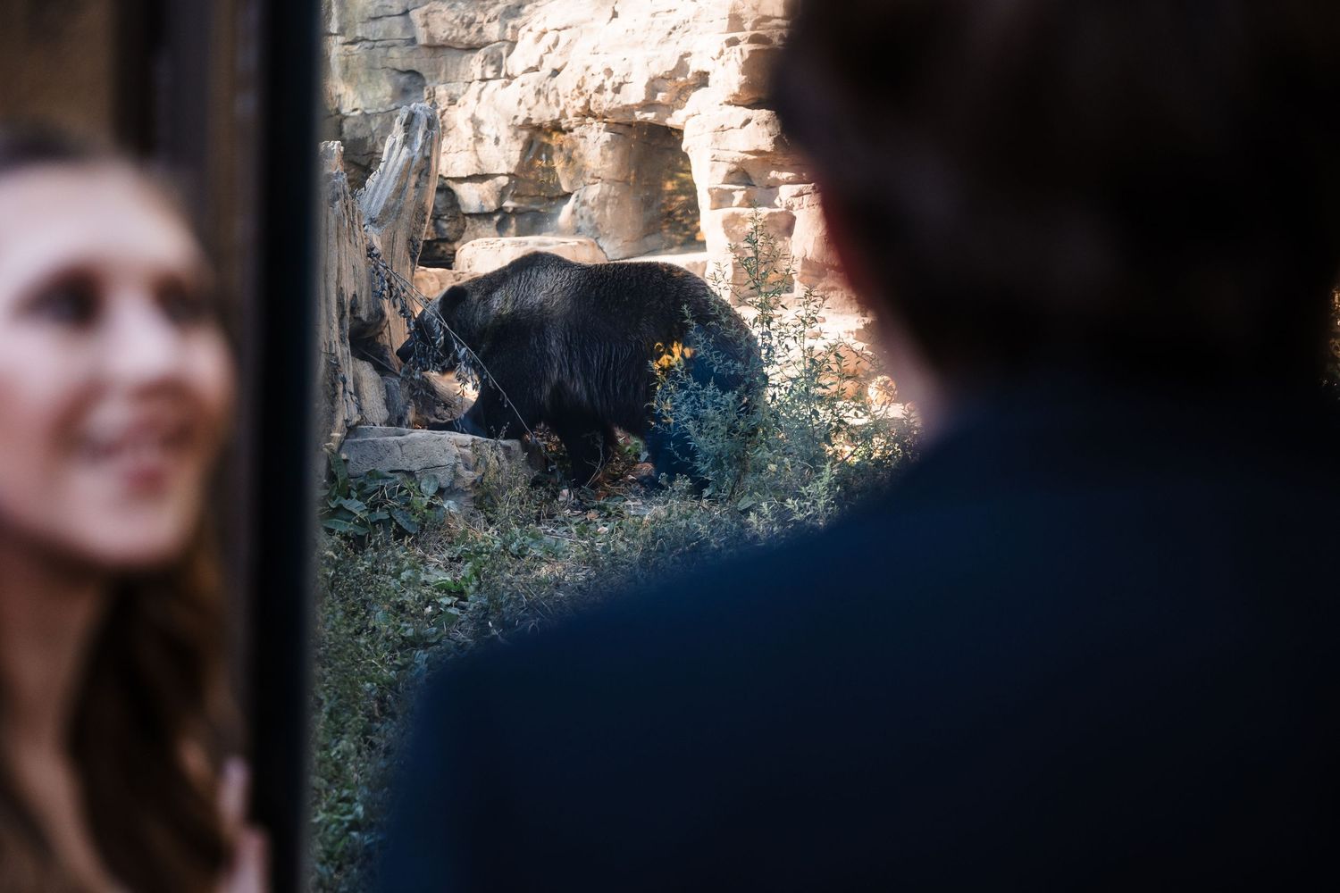 Black bear spotted in natural habitat during wedding photoshoot.