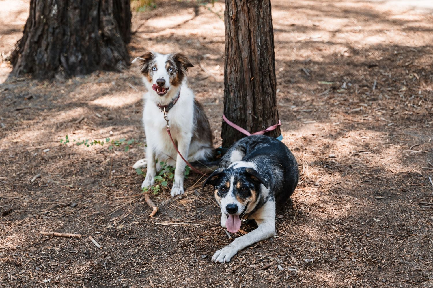 A sequence of six photos showing a playful Jack Russell terrier running and jumping in a wooded outdoor setting.
