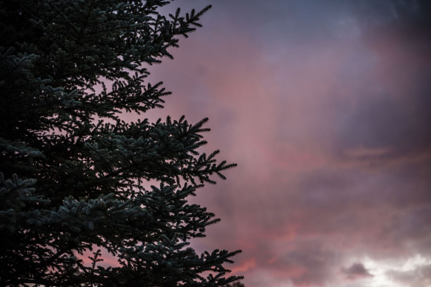 Silhouette of evergreen tree branches against a dramatic pink and purple sunset sky with wispy clouds.