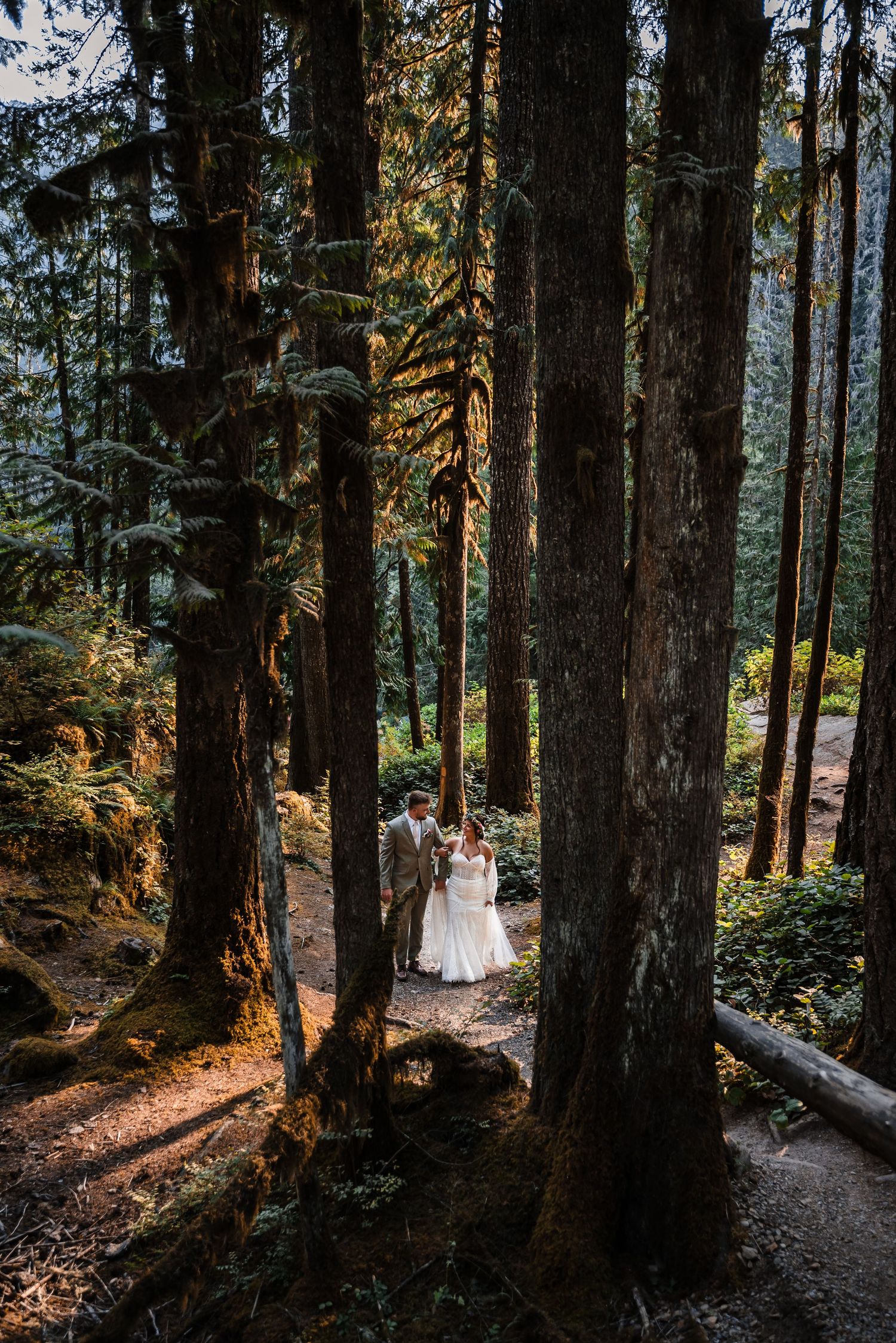 Sunlight filters through tall evergreen trees along a forest path in a serene woodland setting.
