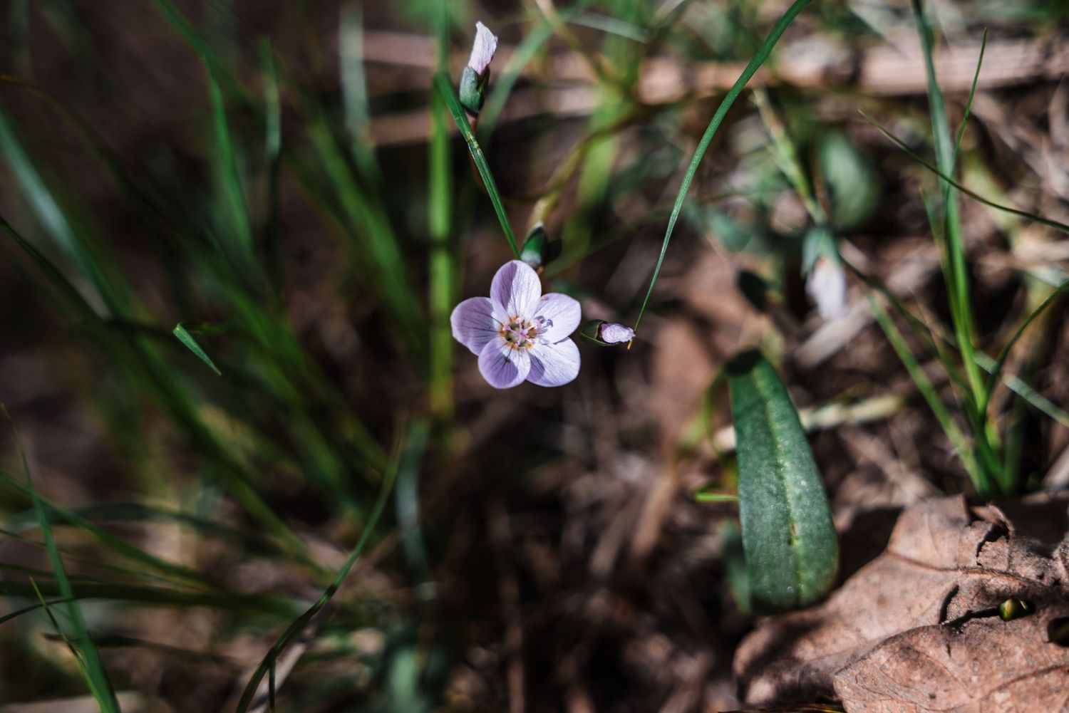 Delicate white wildflower blooming among green foliage and dry leaves.