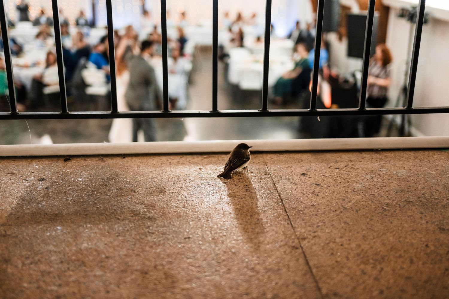 Small brown sparrow perches on wet concrete floor near glass panels in an urban setting.