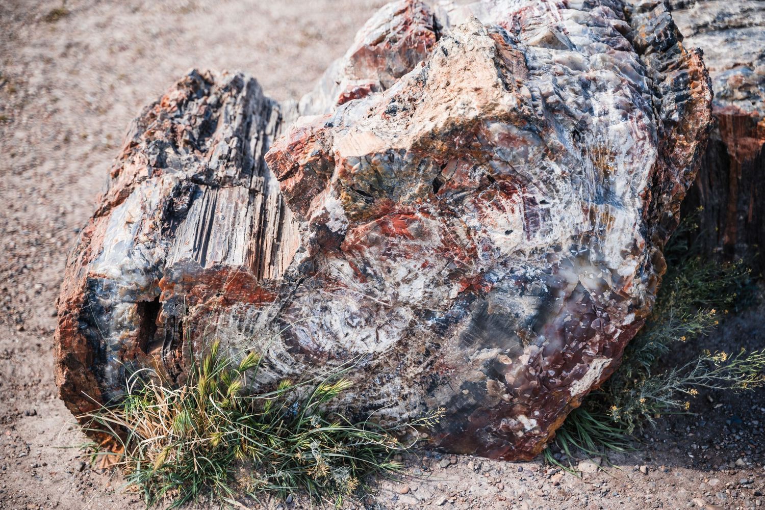 Close-up of colorful petrified wood showing crystallized patterns and textures.