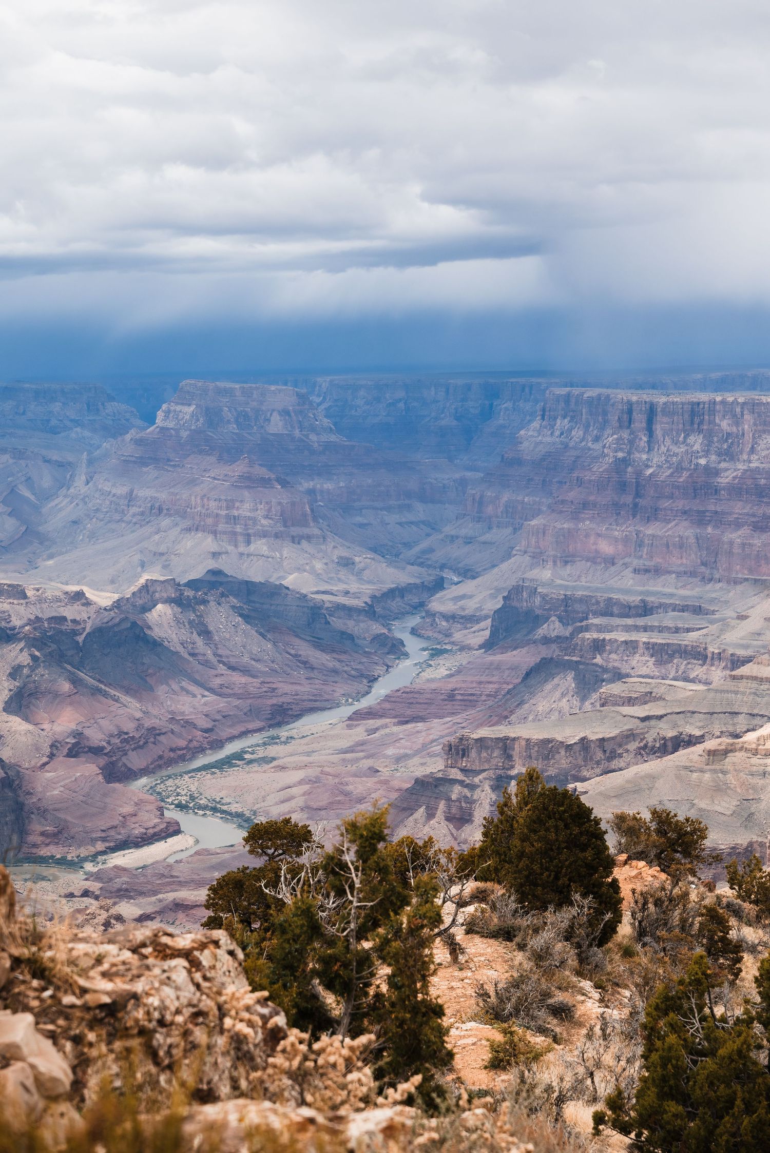 Scenic overlook of the Grand Canyon with the Colorado River visible through desert vegetation and rock formations.
