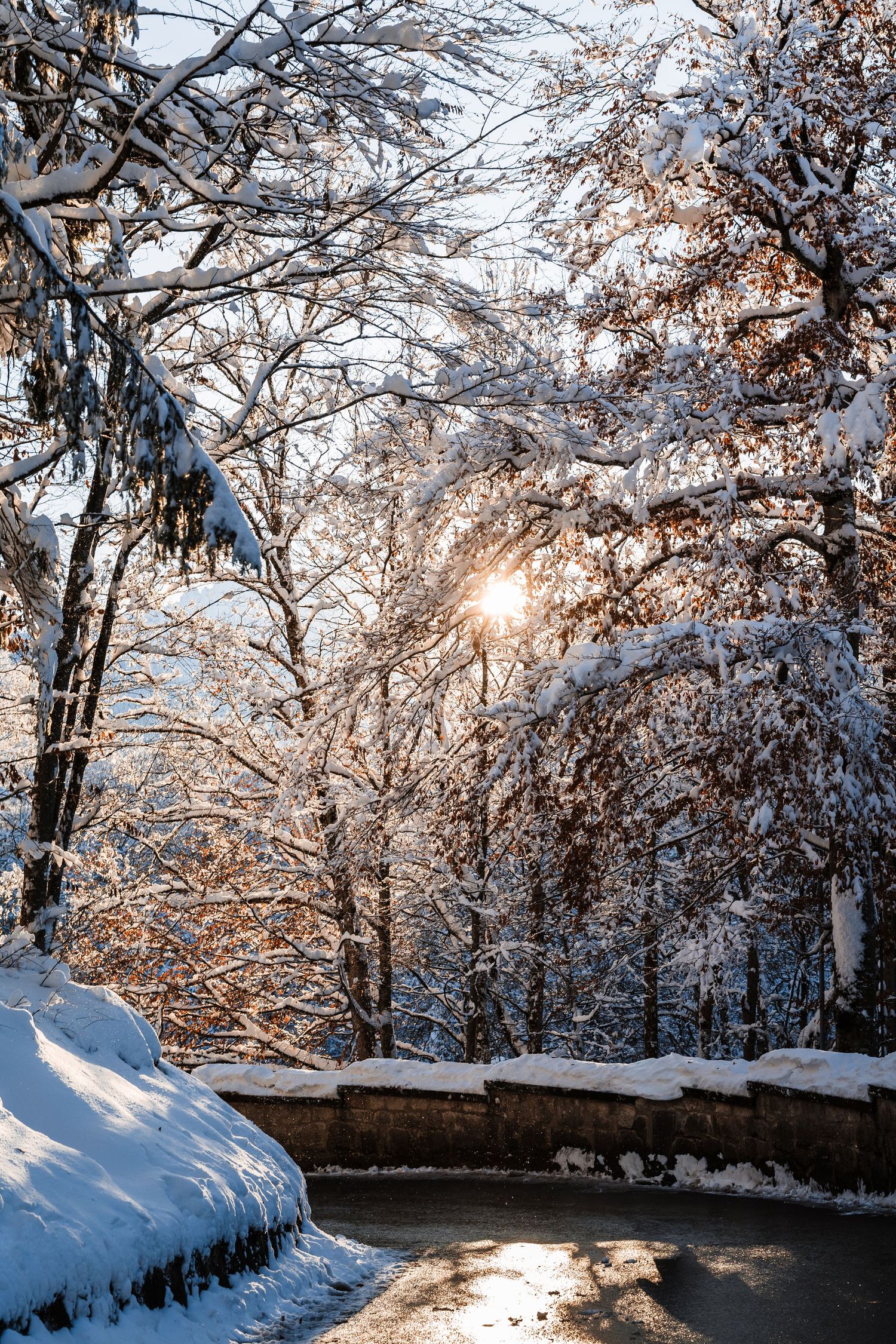 Snow covered trees line a winding path as sunlight filters through branches creating a serene winter landscape.