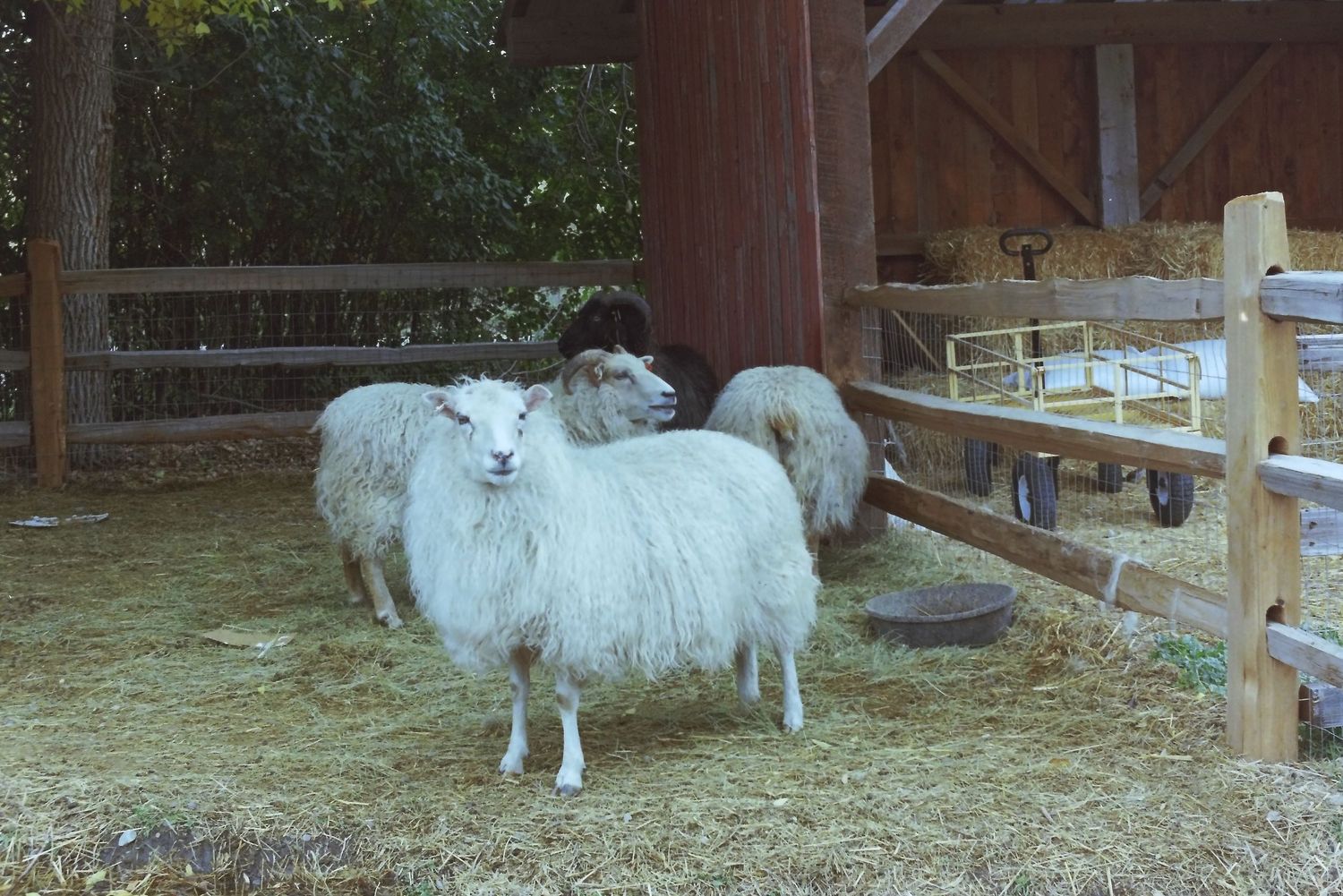 A group of white fluffy sheep stand in a wooden barn with straw-covered ground.