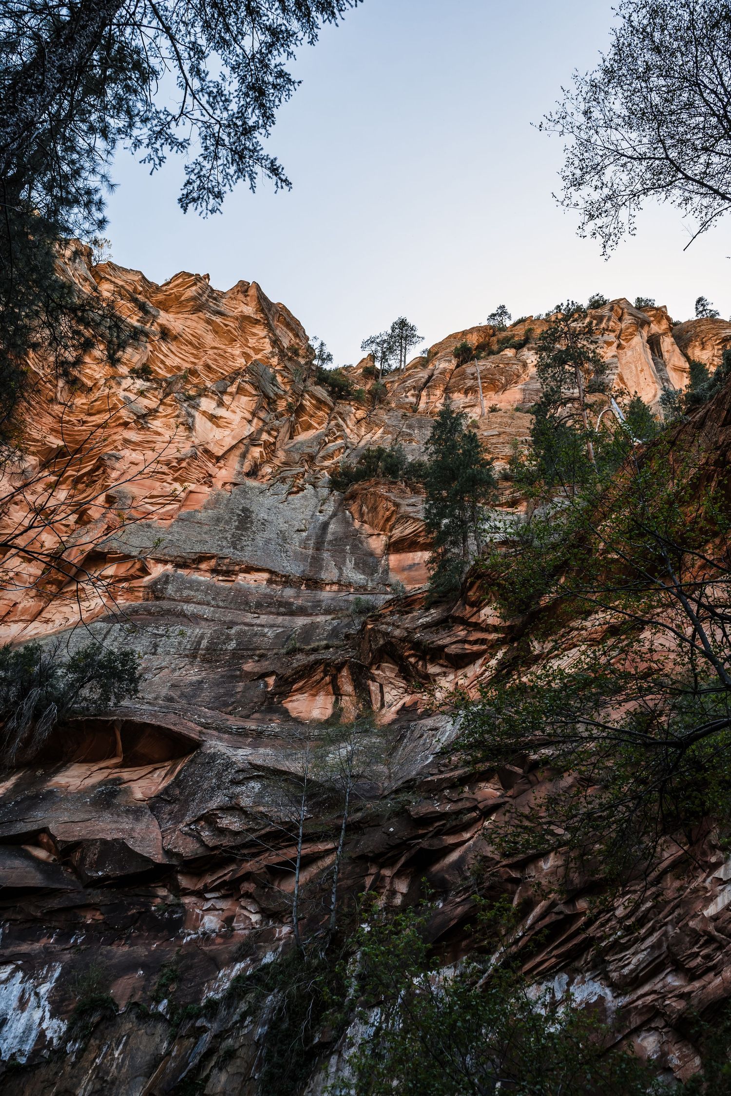 Massive sandstone cliff face with layered striations and scattered pine trees growing on ledges.