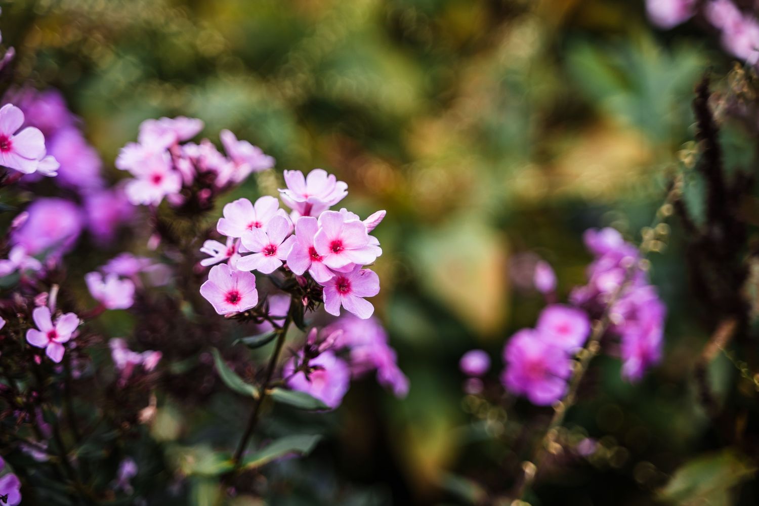 Pink phlox flowers blooming in soft focus with a blurred natural background.