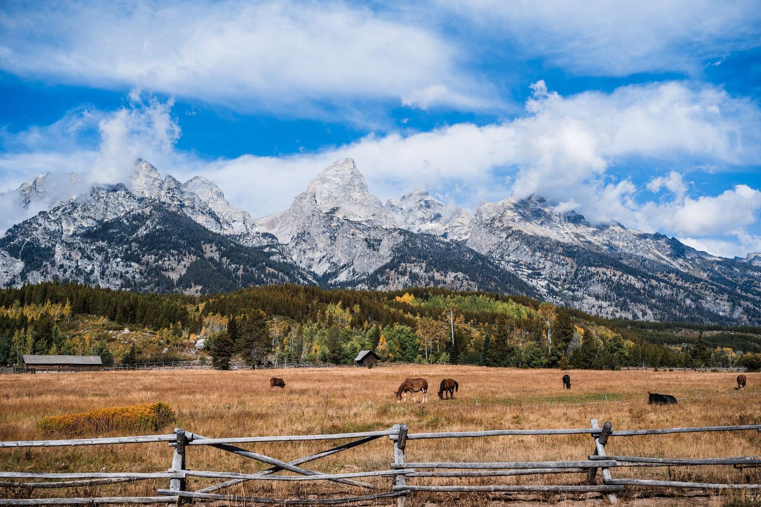 Wide landscape view of Grand Teton mountain range with grazing cattle in foreground meadow.