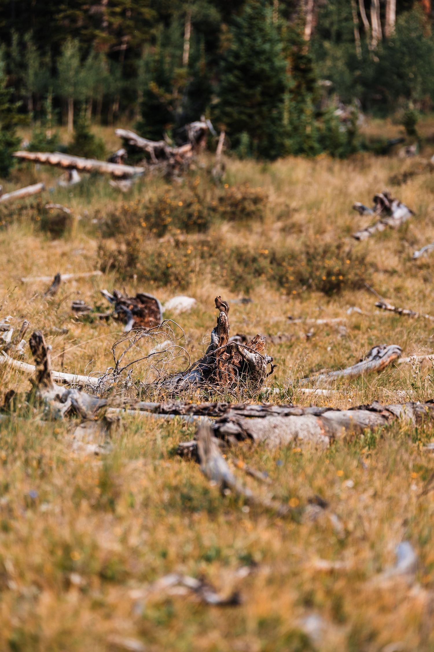 Golden meadow scattered with fallen dead tree branches and dry grass with pine forest in the background.