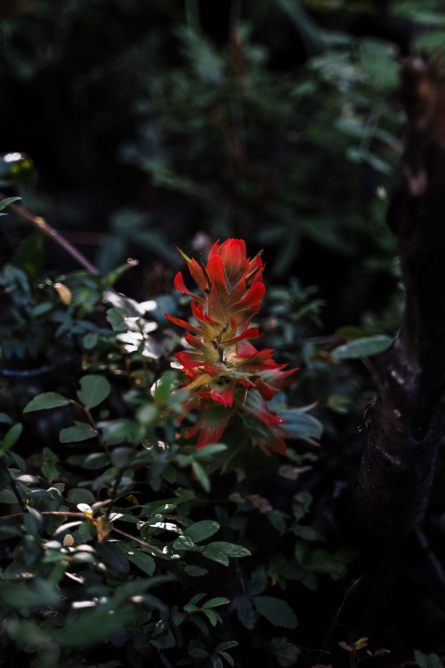 Red Indian Paintbrush wildflower blooms among dark forest foliage.