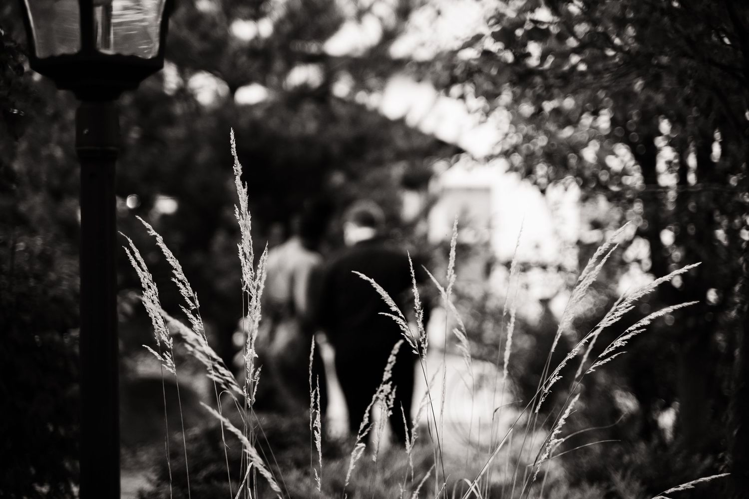 Black and white artistic photograph of wild grass silhouettes against blurred background.