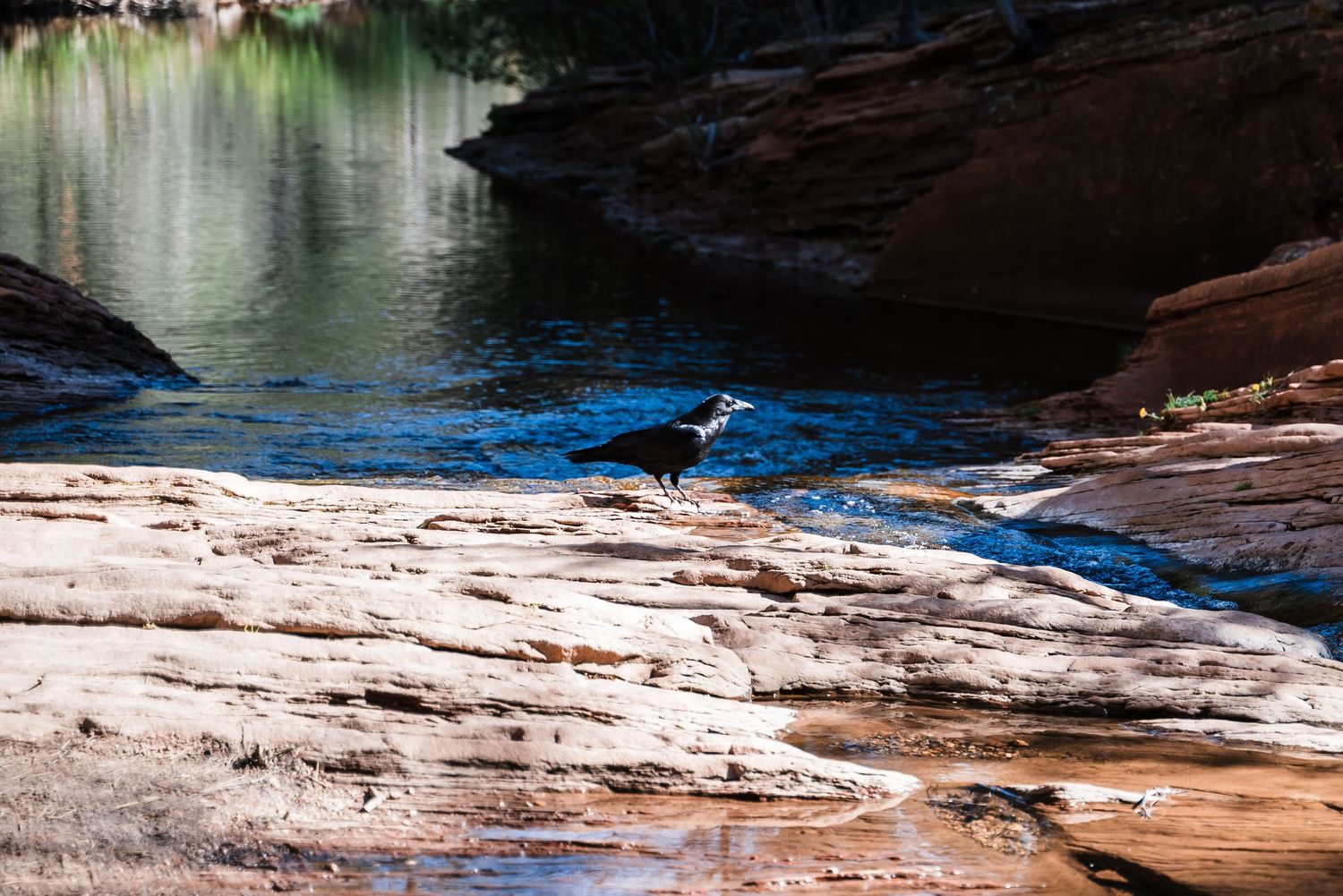 Black bird standing on red sandstone rocks near reflective water in a desert canyon.