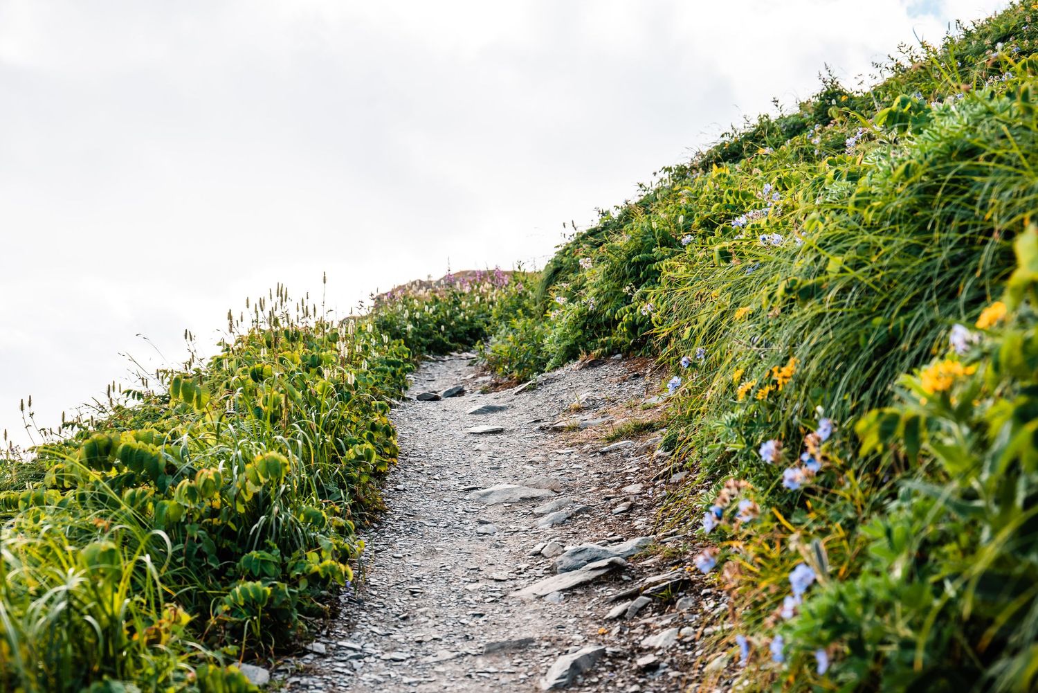 A rocky hiking trail winding uphill between green grass and yellow wildflowers on a cloudy day.