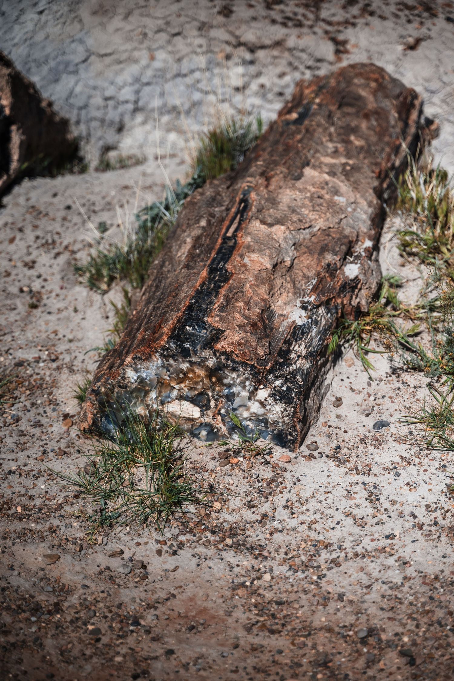 A weathered log lies partially buried in sand and soil with small tufts of grass growing around it.