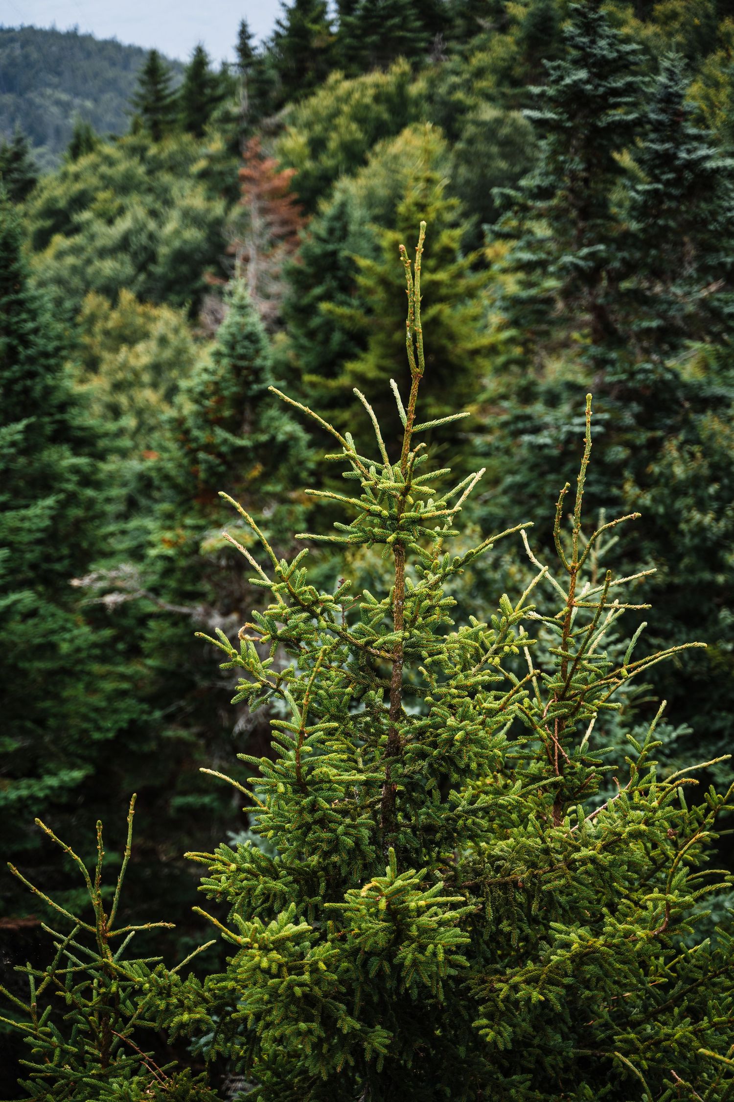 Young evergreen tree growing among dense forest with lush green foliage on mountain slopes.