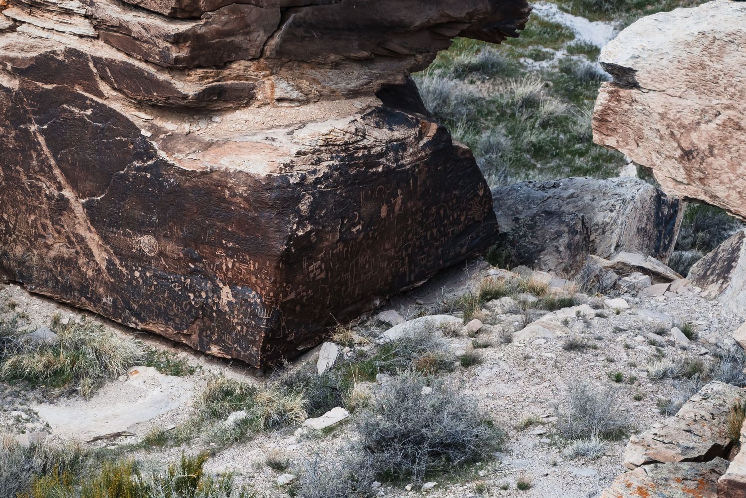 Ancient petroglyphs carved into dark desert rock with scattered vegetation growing nearby.