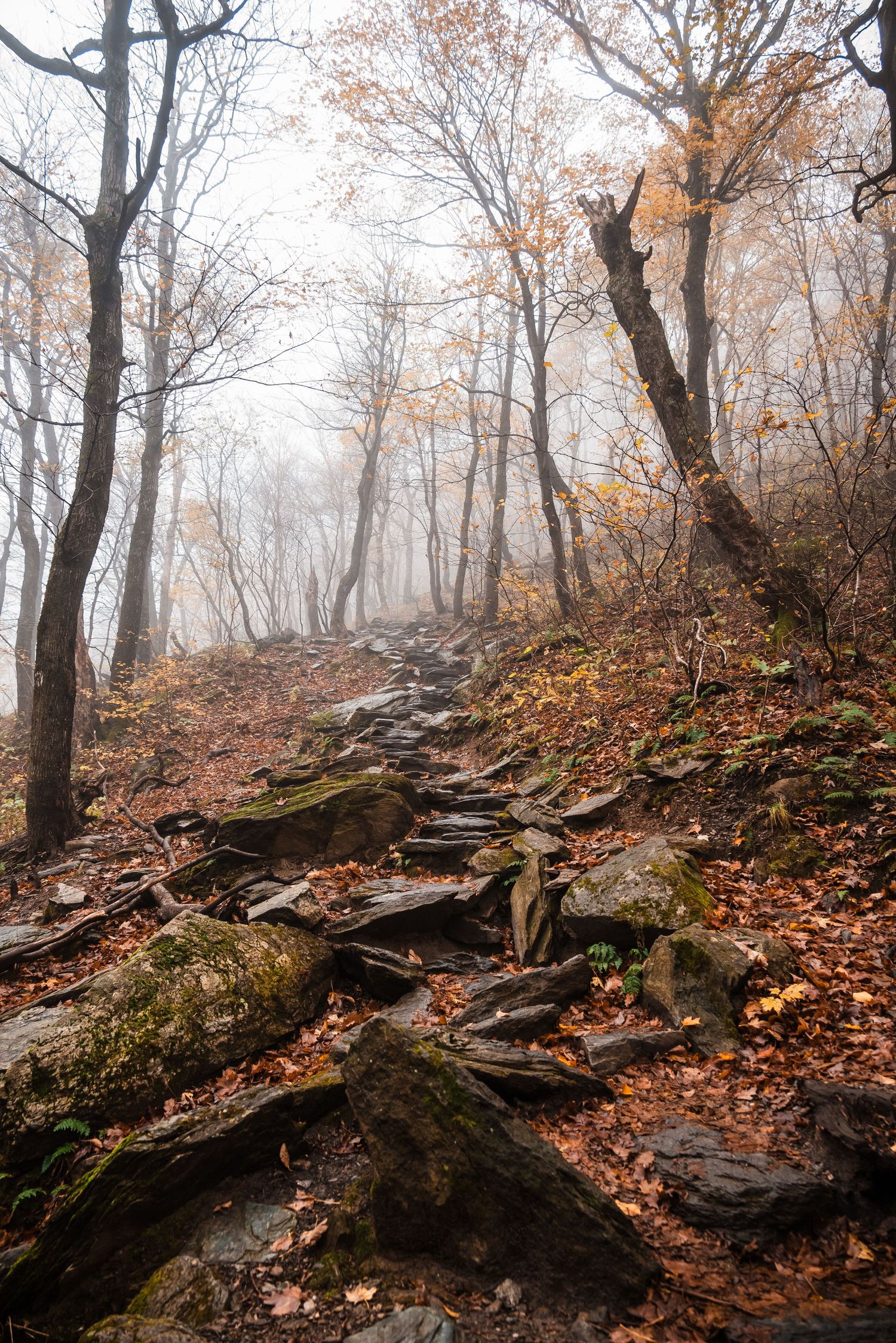 A misty autumn hiking trail winds uphill through bare trees with exposed rocky terrain and scattered fallen leaves.