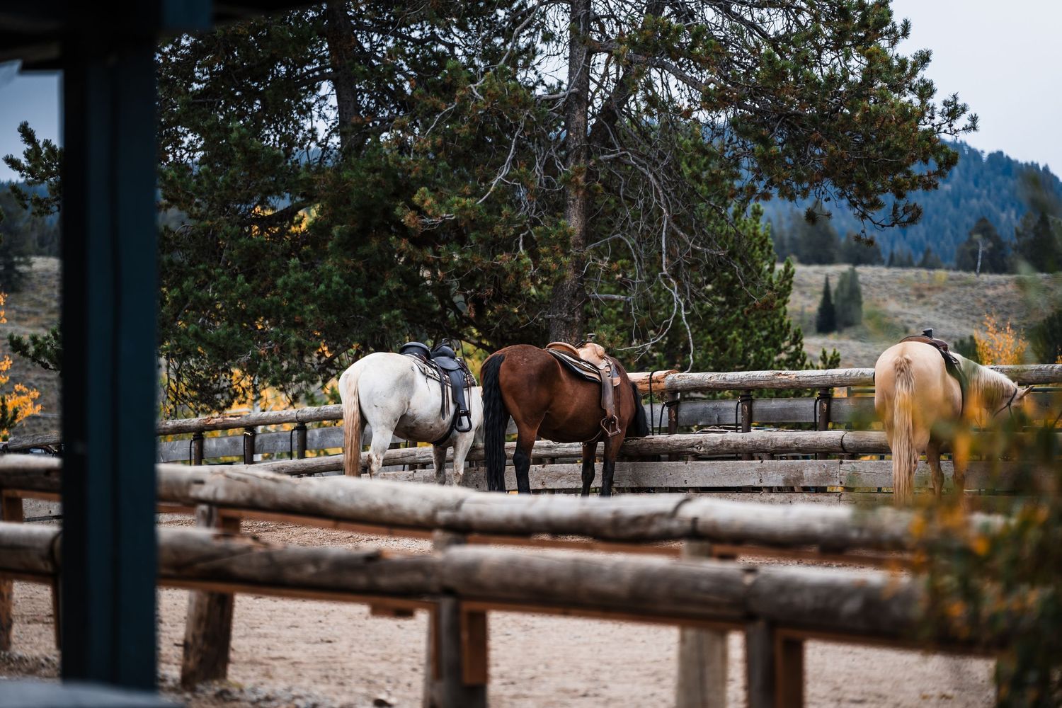 Horses grazing in a fenced corral with mountain peaks and autumn trees in the background.