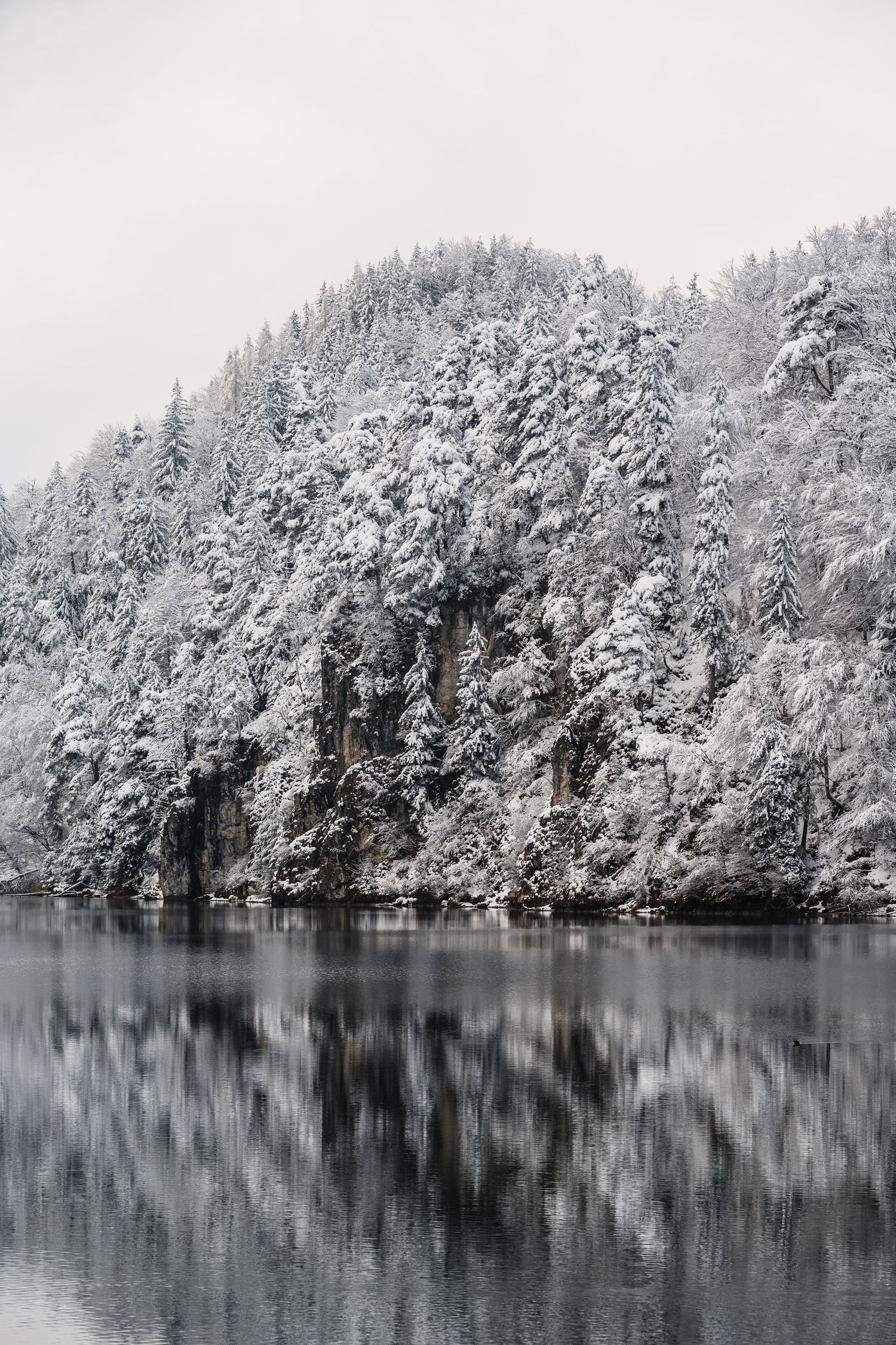 Snow covered trees reflect in still winter lake waters creating a mirror-like effect.