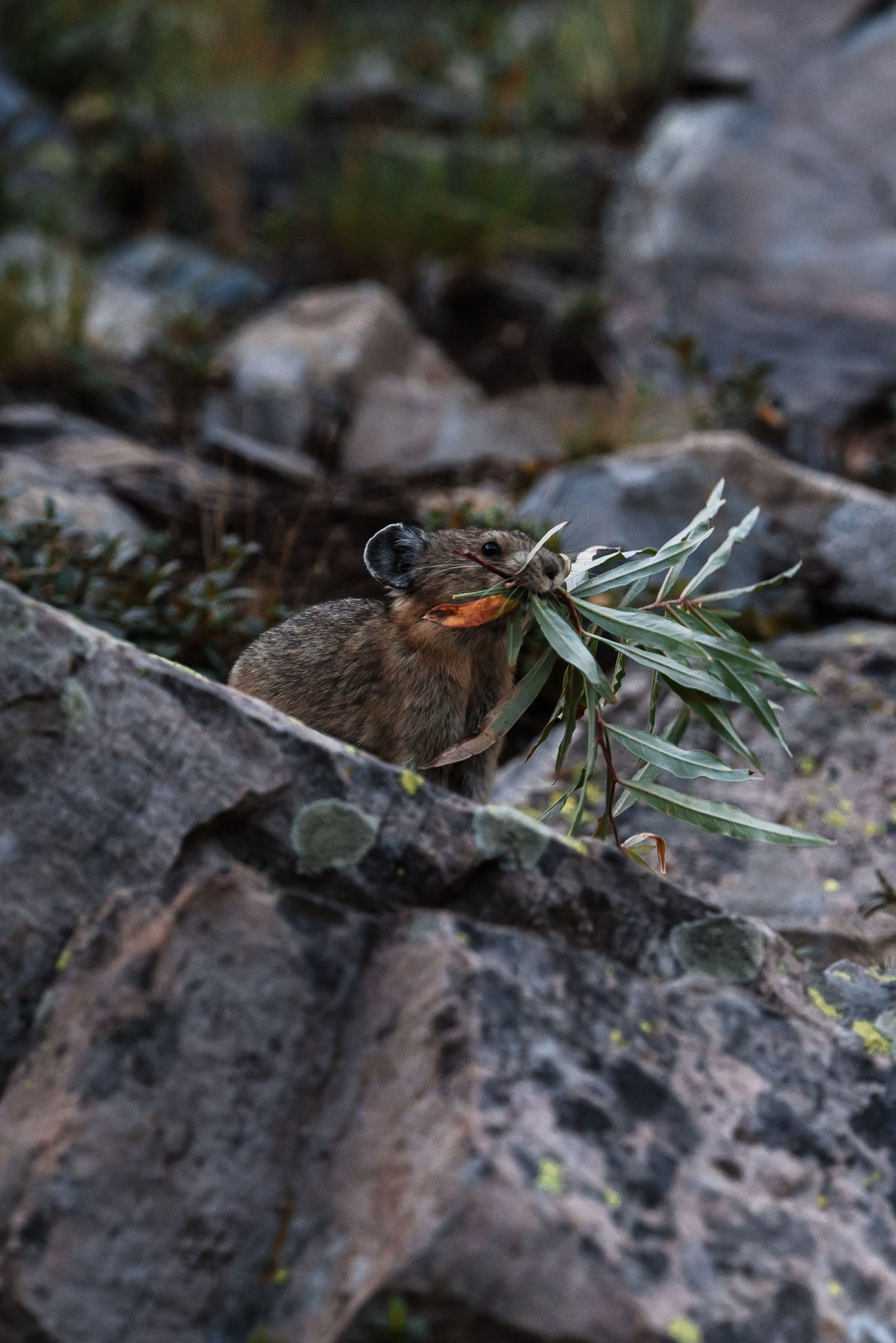 Small pika carrying green vegetation between rocky terrain in the mountains.